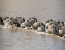 8 Day Serengeti Wildebeest Migration Safari