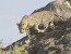 7 Days Migration Safari in Tanzania/Serengeti