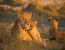 7 Days Migration Safari in Tanzania/Serengeti