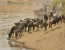 7 Days Migration Safari in Tanzania/Serengeti