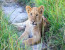 4 Days Budget Mid Range Safari Tour Tanzania