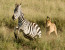 2 Days Tanzania Safaris - Mid ranges Tented and Lodges