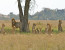 3 DAYS TENTED CAMPS SAFARI IN NGORONGORO CRATER