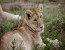 6 DAYS CLASSIC BUDGET CAMPING AND CULTURE (TARANGIRE, SERENGETI, NGORONGORO AND EYASI