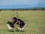 7 Days – Migration Safari Tour – December To March