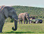 5 Day Garden Route and Addo Adventure