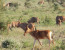 3 Days Ngutuni Sanctuary and Saltlick Luxury Safari from Mombasa