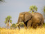 1 - Day Tarangire National Park Safari