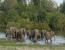 1 - Day Tarangire National Park Safari