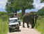 5 Days 4 Nights Tanzania Lodging Wildlife Safari