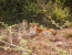 1 Day Arusha National Park Safari in 2023&2024 with BURIGI CHATO SAFARIS