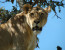 5 Days 4 Nights Ruaha Wildlife Lodge Safari