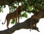 Gorillas, Lions and Birding Safari 