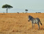 5 Days, 4 Nights Safari to Amboseli, Tsavo West & East from Nairobi