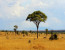 5 Days, 4 Nights Safari to Amboseli, Tsavo West & East from Nairobi