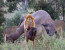 SA TO ZAMBIA: THE GREAT AFRICAN ADVENTURE