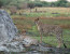 9 Days Rovos Rail - Namibia Safari