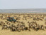 9 DAYS KENYA SAFARI MASAI MARA, LAKE NAKURU, LAKE NAIVASHA, AMBOSELI, TSAVO WEST AND TSAVO EAST.