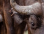 BIG 5 & PHOTOGRAPHY HIDE PHOTO SAFARI