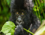 4 days Congo Gorillas and Nyiragongo Volcano Hike