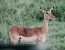 1 Day Arusha National Park Safari in 2023&2024 with BURIGI CHATO SAFARIS
