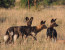 3 Day Safari to Mikumi National Park