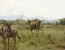 3 DAYS MAASAI MARA CAMPING SAFARI