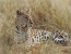 12 Day Extreme Wildlife Experience Botswana/Namibia