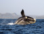 2 Day Whale Coast + Wildlife Botlierskop Glamping Big 6 Safari 