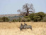 6 DAYS 5 NIGHTS BUDGET CAMPING SAFARI