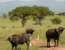 13-Day Explore Uganda & Rwanda Safari