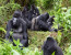 3-Day Rwanda Gorilla Safari & Genocide Tour