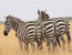 3 DAYS MASA MARA FLY-IN SAFARI