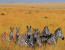 7 Days Migration Safari in Tanzania/Serengeti