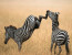 10 Days Kenya Paradise Safari