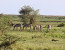 6 DAYS 5 NIGHTS BUDGET CAMPING SAFARI