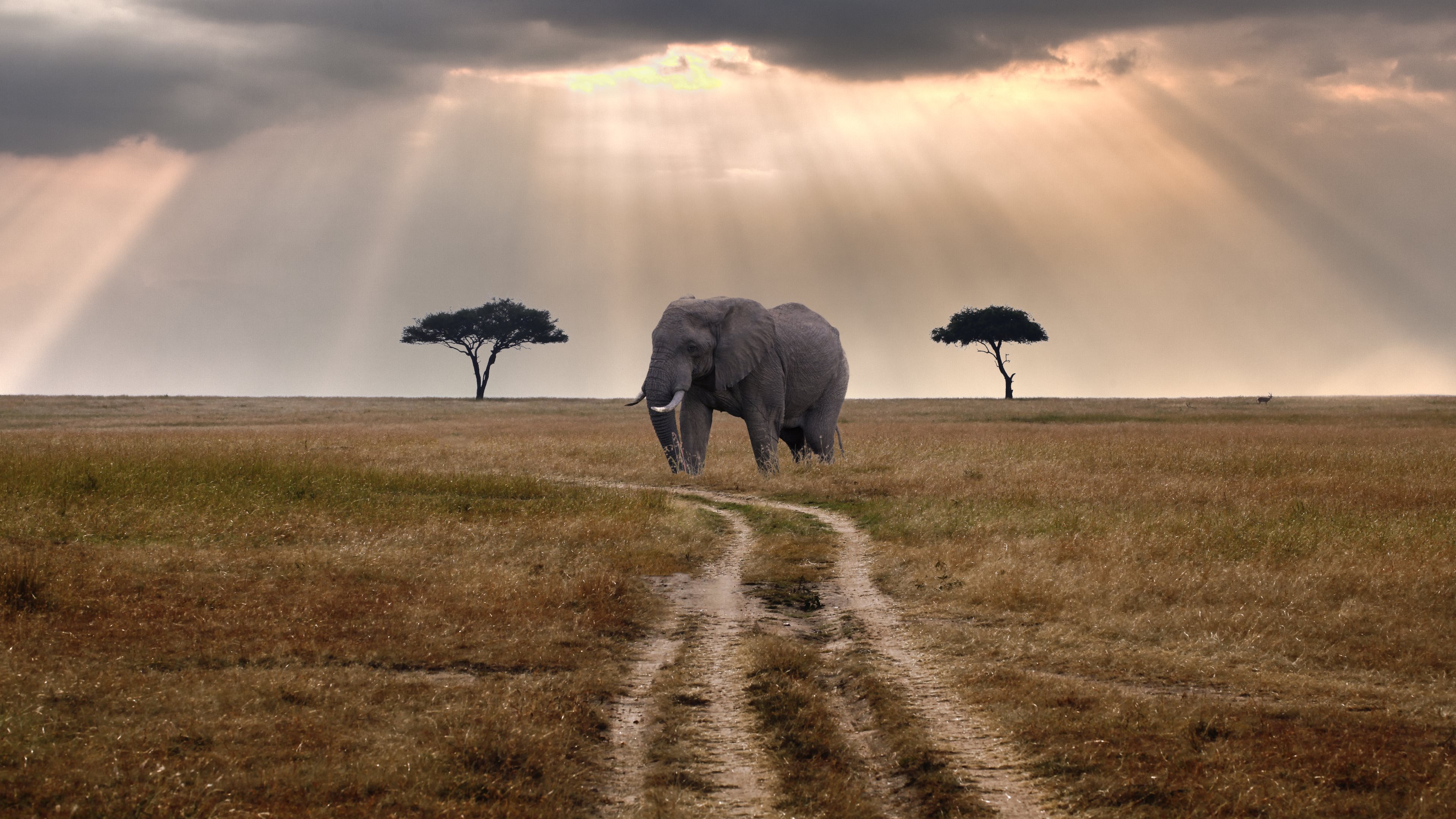 Elephant remix. Кения Саванна. Саванны Танзании.