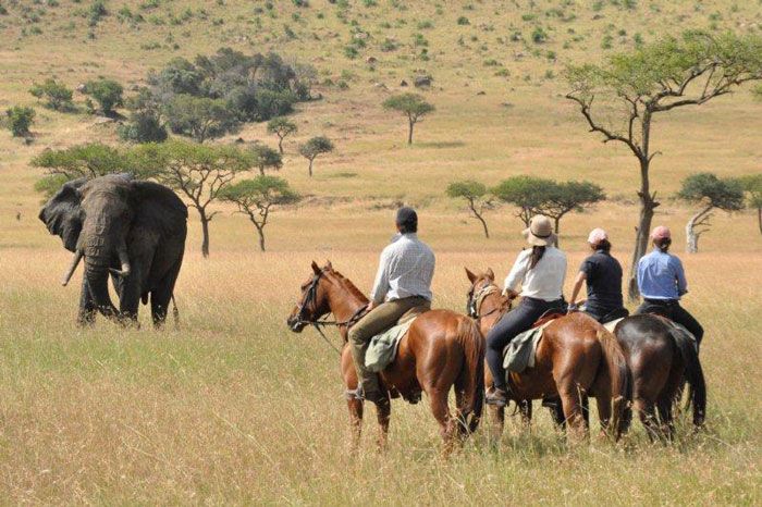 Horseman safari group approaches wild elephant